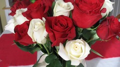 Flowers nature roses