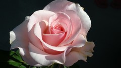 Flowers nature roses