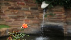 Flowers nature roses Africa