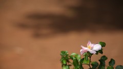 Flowers nature roses Africa