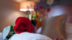 Flowers nature roses beds red rose red flowers