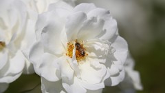 Flowers nature roses bees Africa