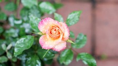 Flowers nature roses close-up
