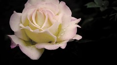 Flowers nature roses close-up