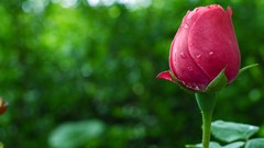 Flowers nature roses close-up water drops
