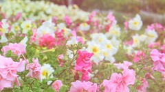 Flowers nature roses depth of field