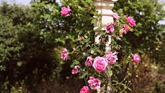 Flowers nature roses Garden pink flowers Pillars vines