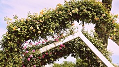 Flowers nature roses Garden vines