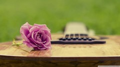 Flowers nature roses guitars