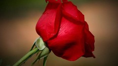 Flowers nature roses lovers