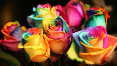 Flowers nature roses multicolor