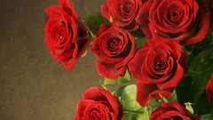 Flowers nature roses Persian