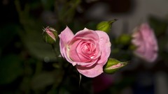 Flowers nature roses pink flowers