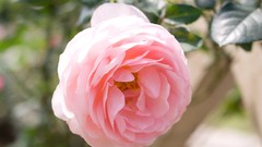 Flowers nature roses pink flowers