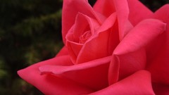 Flowers nature roses pink flowers pink roses