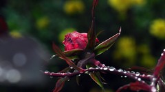 Flowers nature roses Plants