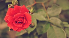 Flowers nature roses Plants red flowers depth of field