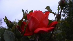 Flowers nature roses red flowers