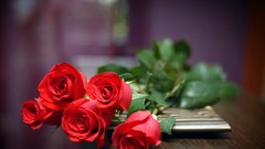 Flowers nature roses red flowers