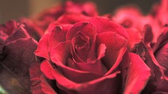 Flowers nature roses red rose