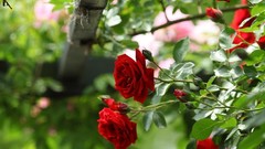 Flowers nature roses red rose