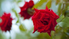 Flowers nature roses red rose blurred background