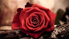 Flowers nature roses red rose red flowers