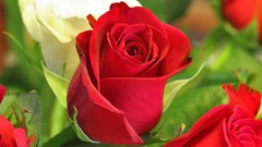 Flowers nature roses spring