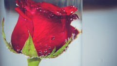 Flowers nature roses underwater red flowers