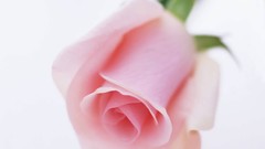 Flowers nature roses white background