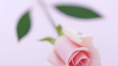 Flowers nature roses white background