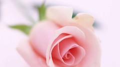 Flowers nature roses white background