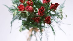 Flowers nature roses white background