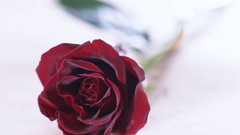 Flowers nature roses white background