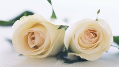 Flowers nature roses white background