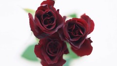 Flowers nature roses white background