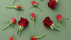 Flowers nature roses white background