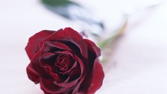 Flowers nature roses white background