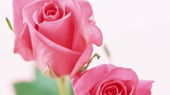 Flowers nature roses white background iran