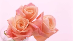 Flowers nature roses white background Simple Background