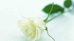 Flowers nature roses white background white roses