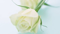 Flowers nature roses white background white roses