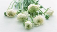 Flowers nature roses white background white roses