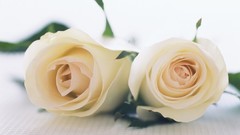 Flowers nature roses white background white roses