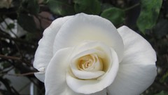 Flowers nature roses white flowers