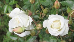 Flowers nature roses white flowers