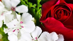 Flowers nature roses white flowers red flowers