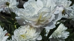 Flowers nature roses white roses white flowers