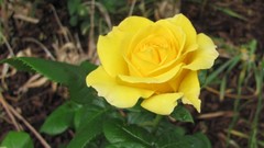 Flowers nature roses yellow flowers