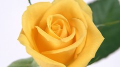 Flowers nature roses yellow flowers Yellow Rose